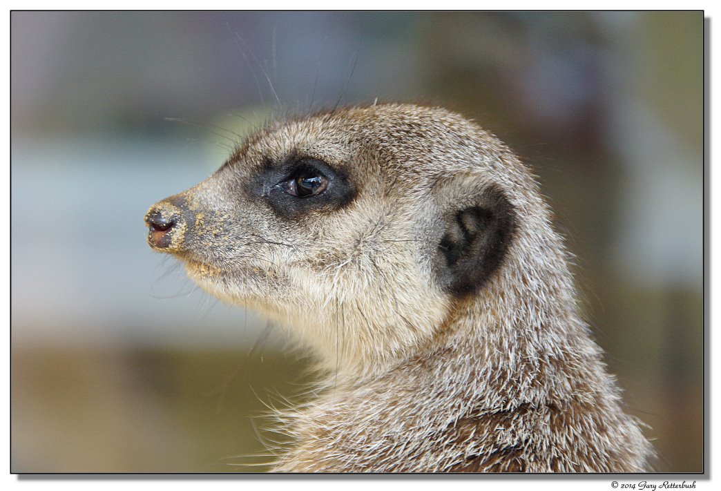DSC03598-meerkat-sm.JPG