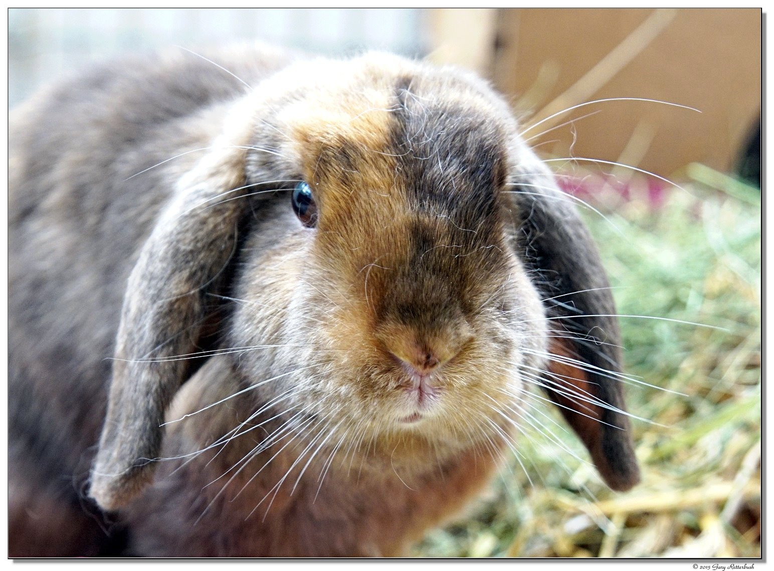 DSC07505-snickers2-sm.JPG