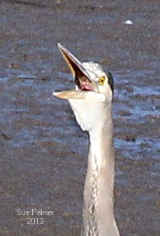 10-29 heron  tight 8922.JPG