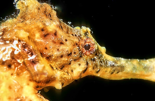 Sea Horse