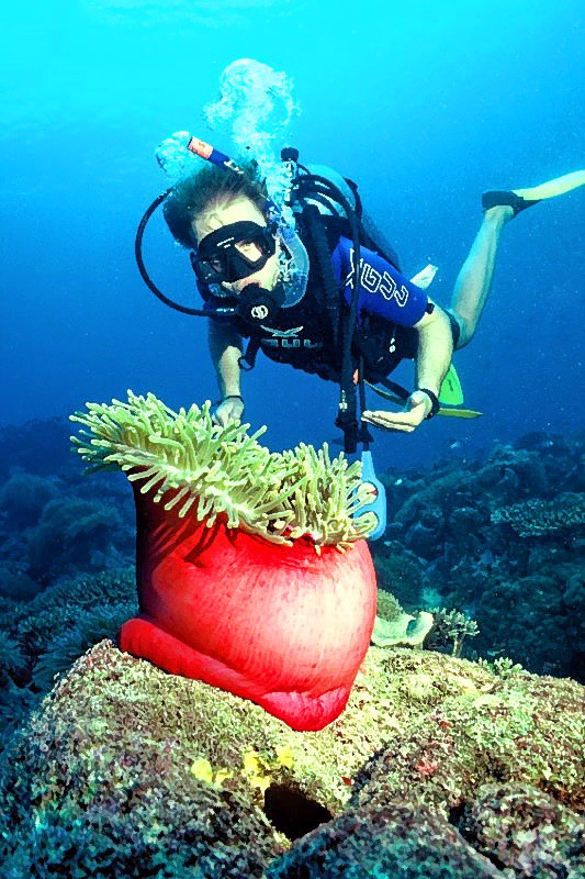 Giant Anemone