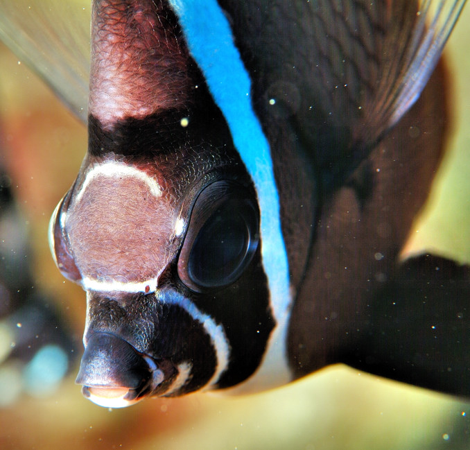 Fish eyes