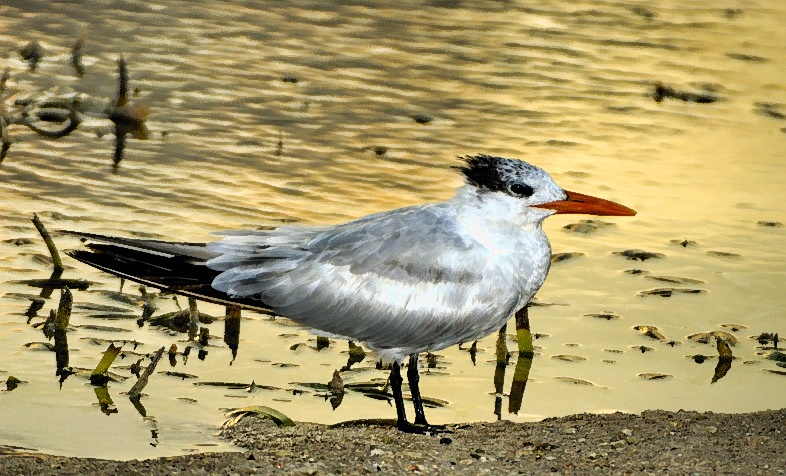 Royal Tern, Thalasseus maximus, at Sunset
