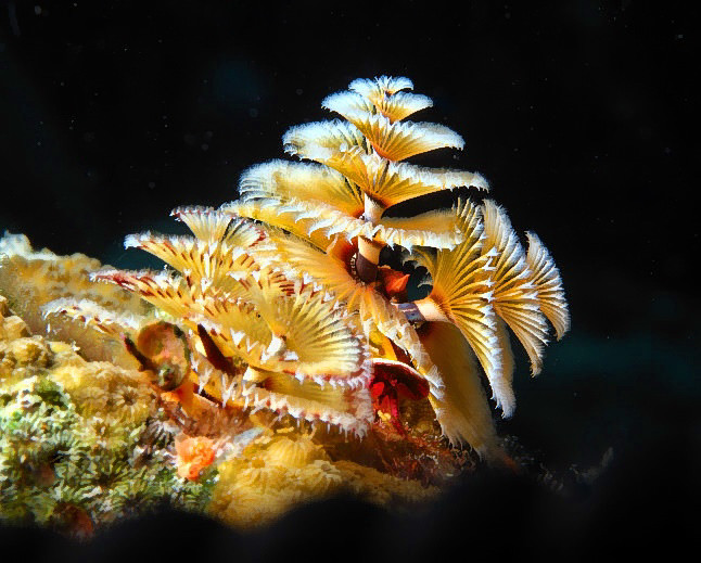 Xmas Trees Worms