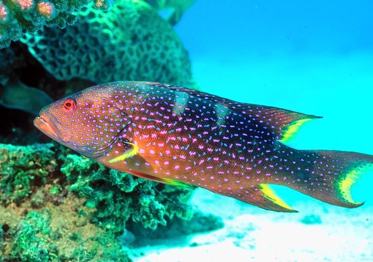 Lunartail Grouper