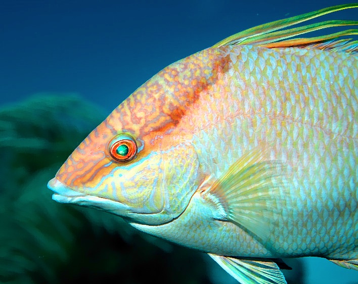 Hogfish Portrait