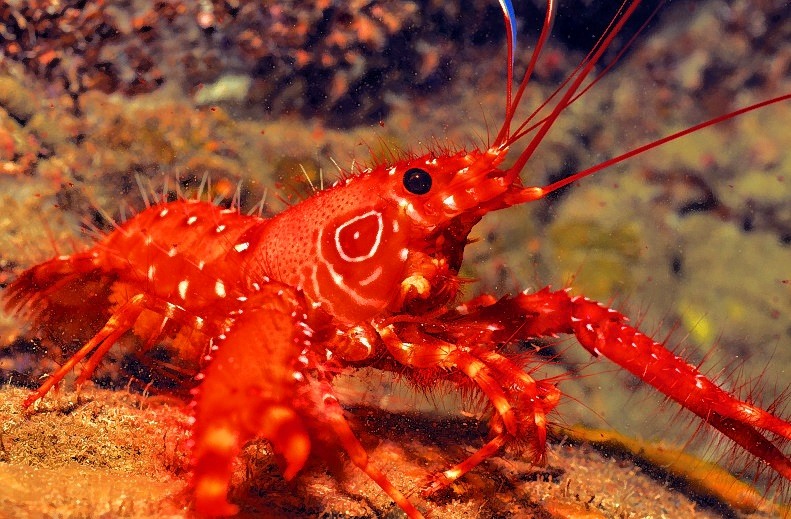 Antillean Shrimp, Enoplometopus antillensis