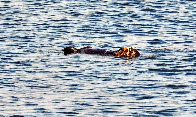 Otter Eating on the Back