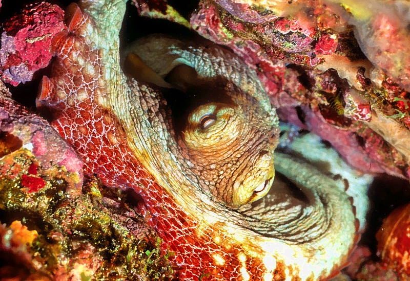 Octopus Garden