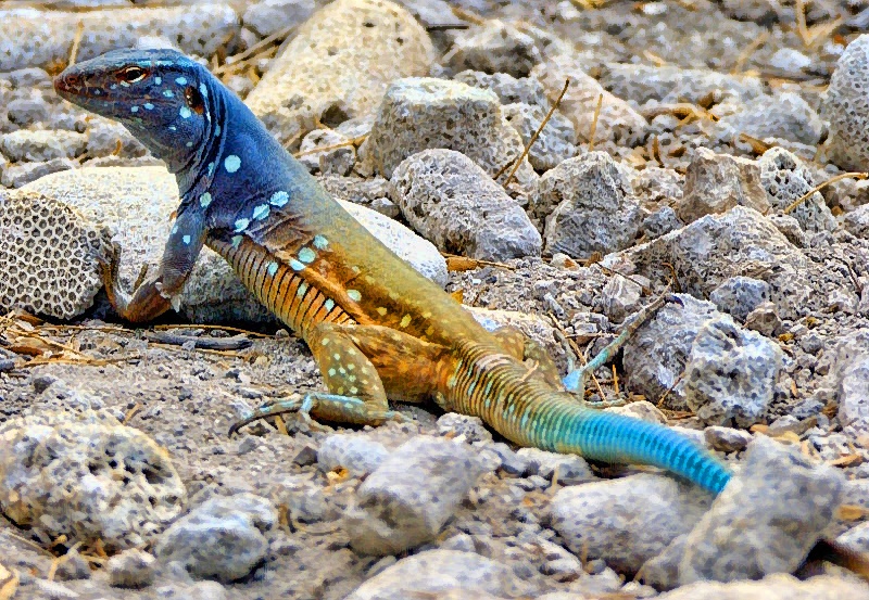 Bon Lizard