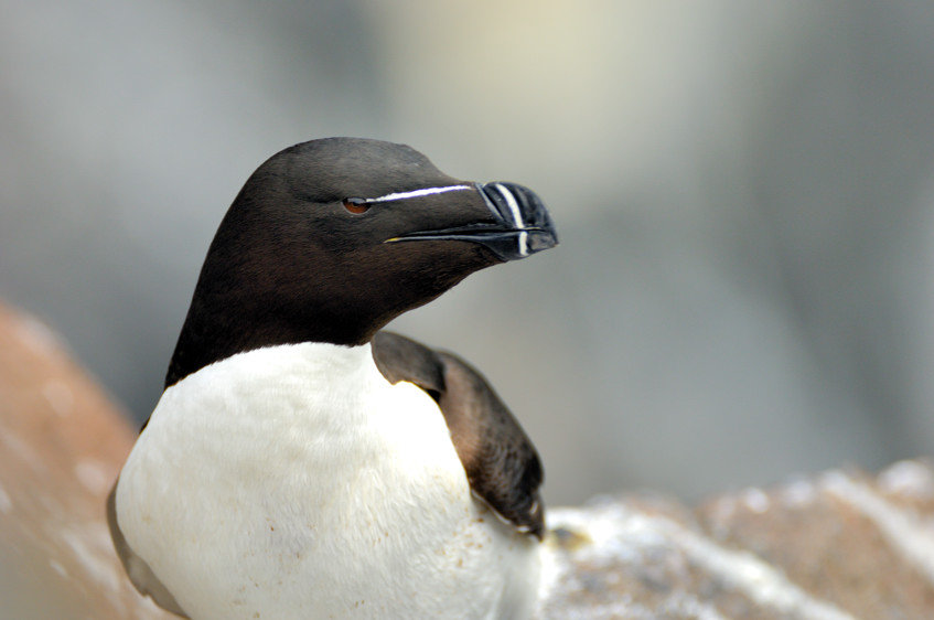 Razorbill Portrait