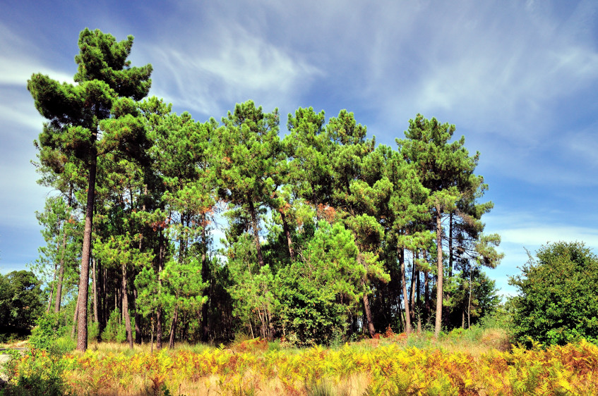 Pine Trees That Saw Me Grow...