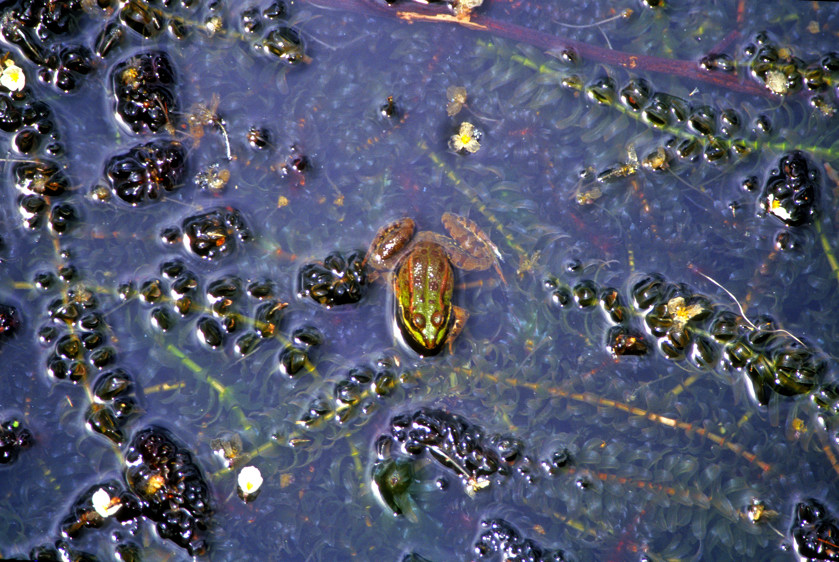 Atleantean Frog    