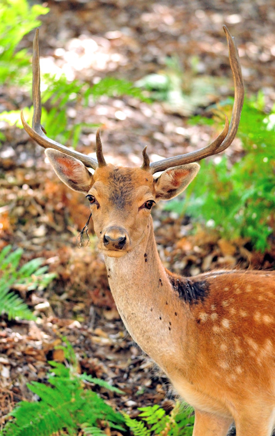 The Sweet Eyes Of The Deer...