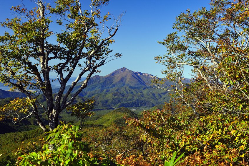 Volcano Behind the Trees