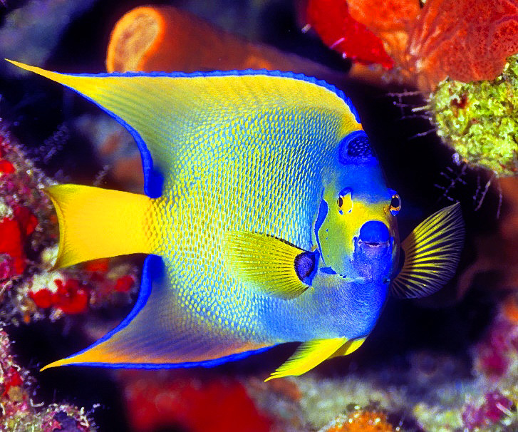 Queen Angelfish