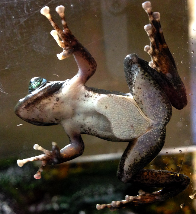 The Frog on a Glass