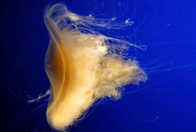 The Jellyfish