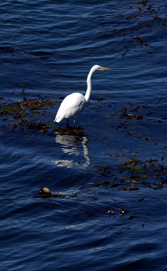 White Heron Fishing in the Kelp