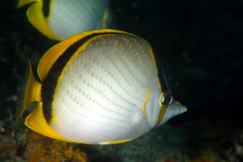 Yellow-Dotted Butterflyfish, Chaetodon selene