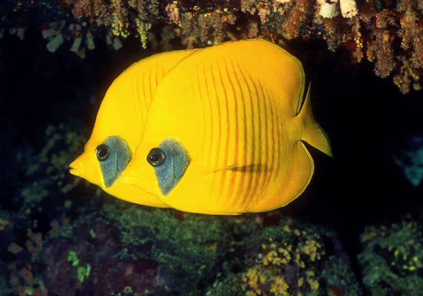 A Pair of Yellow Disk Fish