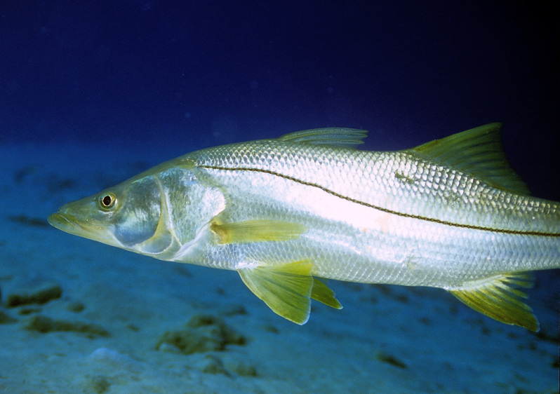 Common Snook (Centropomus undecimalis)