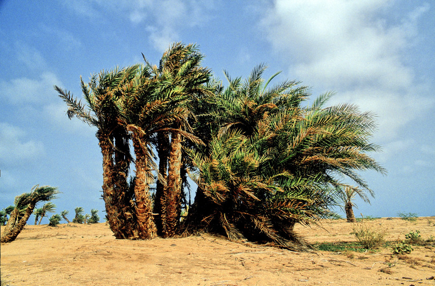 Desert Palm Trees 