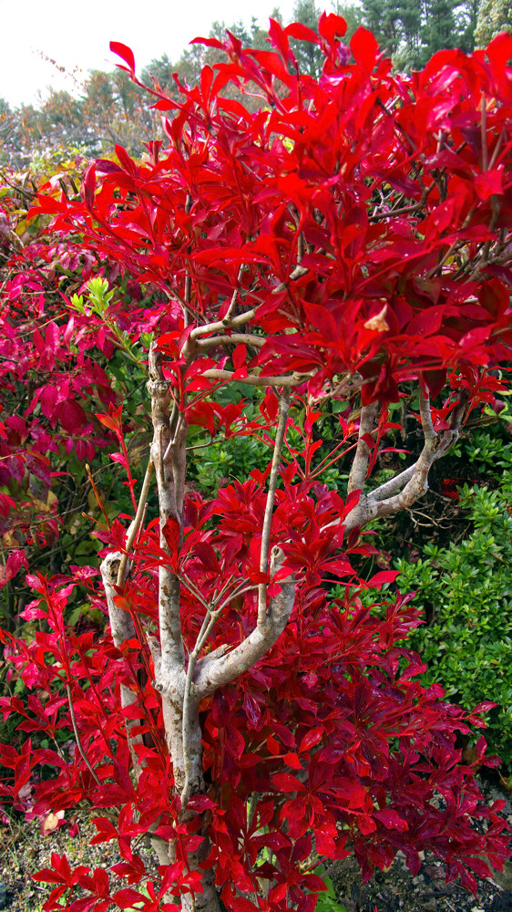 The Fiery Bush