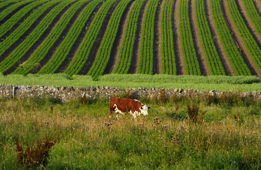 Cow in the Lowlands Fields