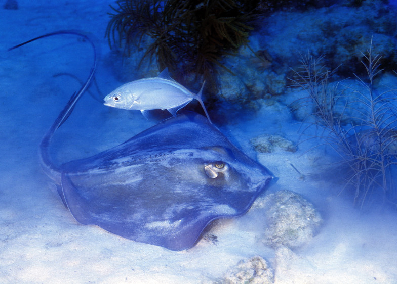 Stingray 