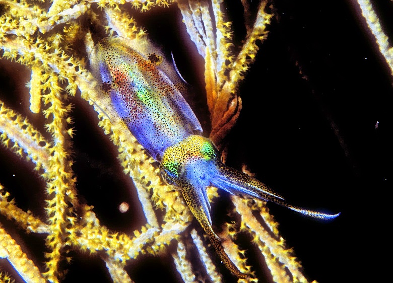 Baby Squid