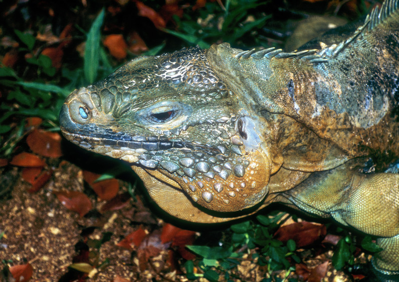 Another Blue Iguana 