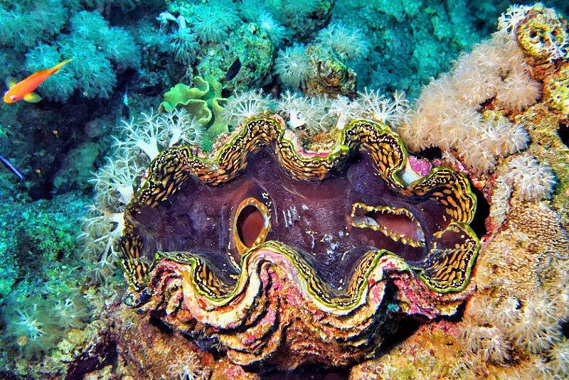 Giant Clamsehell 