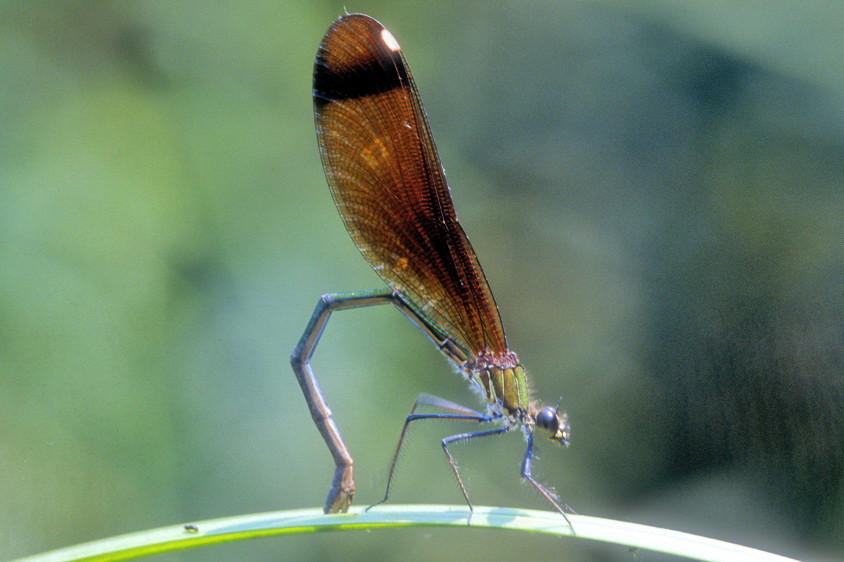 Dragonfly Bending 