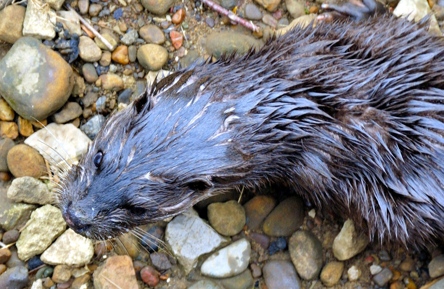 One Very Dirty Otter