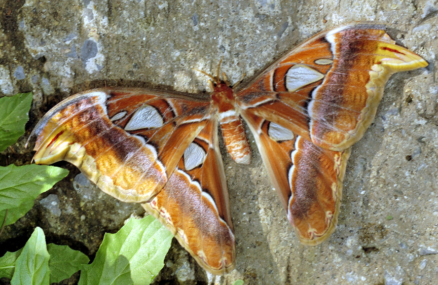B.B.: Big Butterfly
