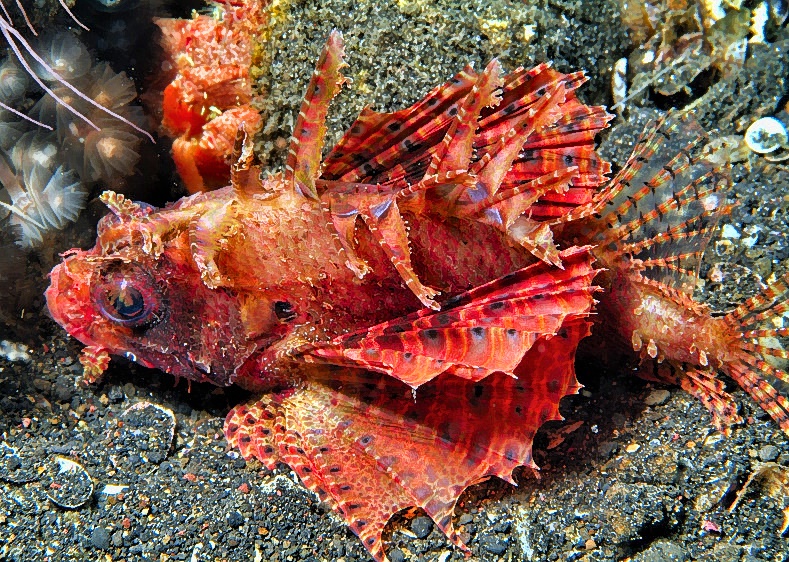 Dwarf Lionfish Waking Up (Dendrochirus brachypterus)