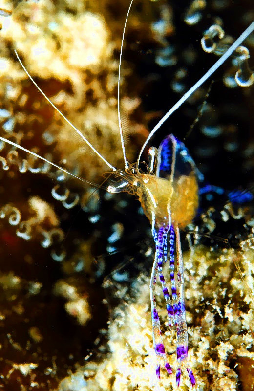 Shrimp Close 