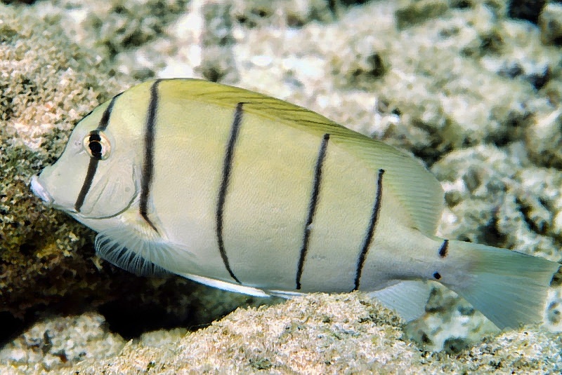 ConvictTang, Acanthurus triostegus