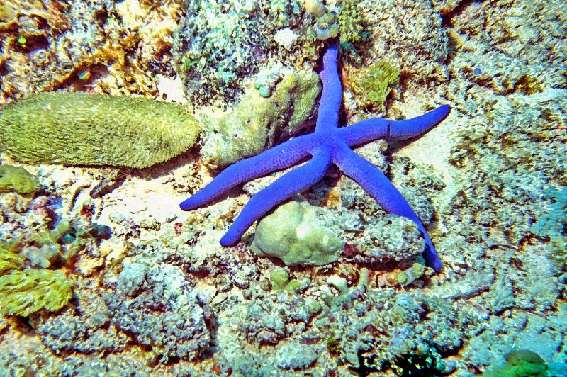 Blue SeaStar 