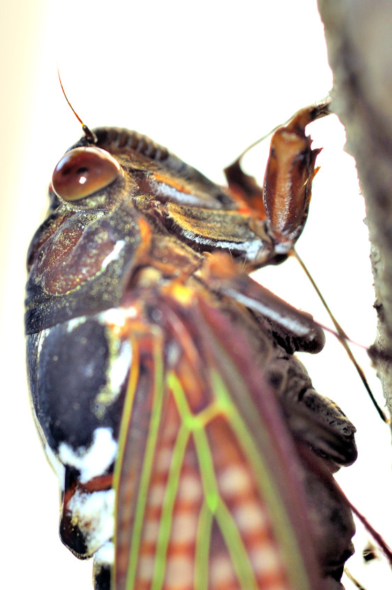 Profile Of A Cicadia