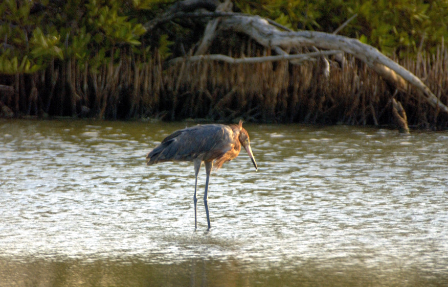 Reddish Egret (Egretta rufescens)