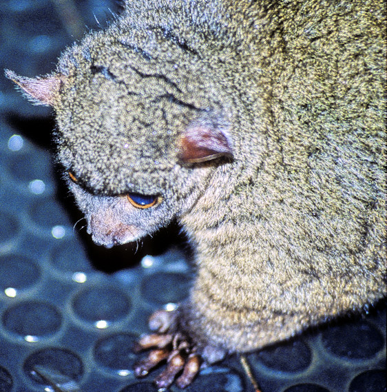Invading Bush Baby - Northern Greater Galago, Otolemur garnettii kikuyuensis