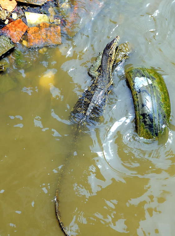 Monitor Lizard Swimming In The Garbage