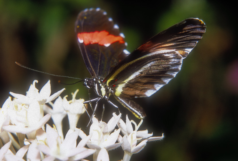 Eating White Flowers 