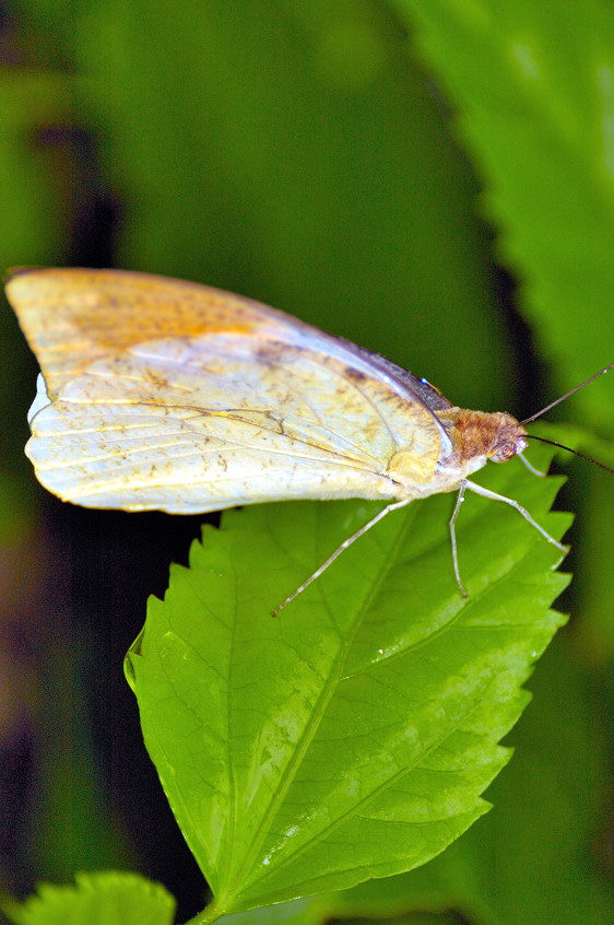Night Butterfly