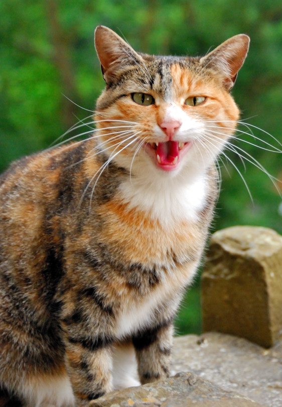 Gato Assanhado 