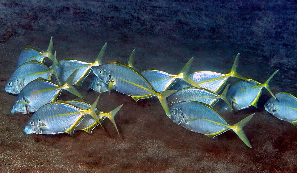 Enxareus Eating On The Sand Bottom 
