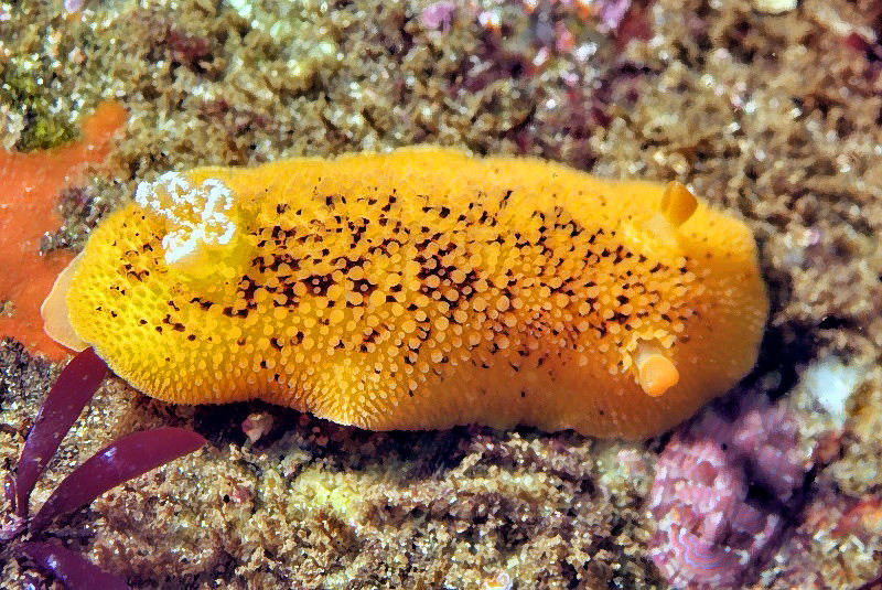 Monterey Dorid (Doris montereyensis)
