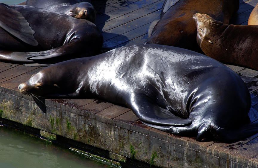 Basking In The Californian Sun
